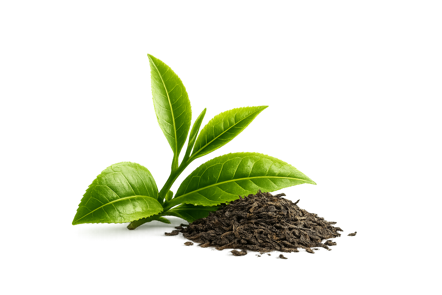 Fresh Ceylon tea leaves and dried tea