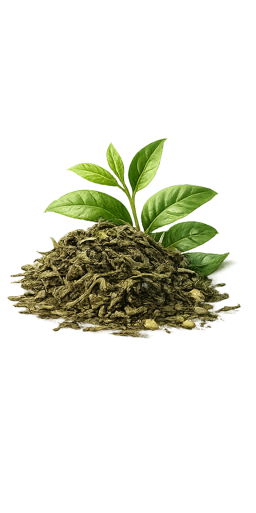 Ceylon and Australian green tea leaves